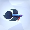 Betta